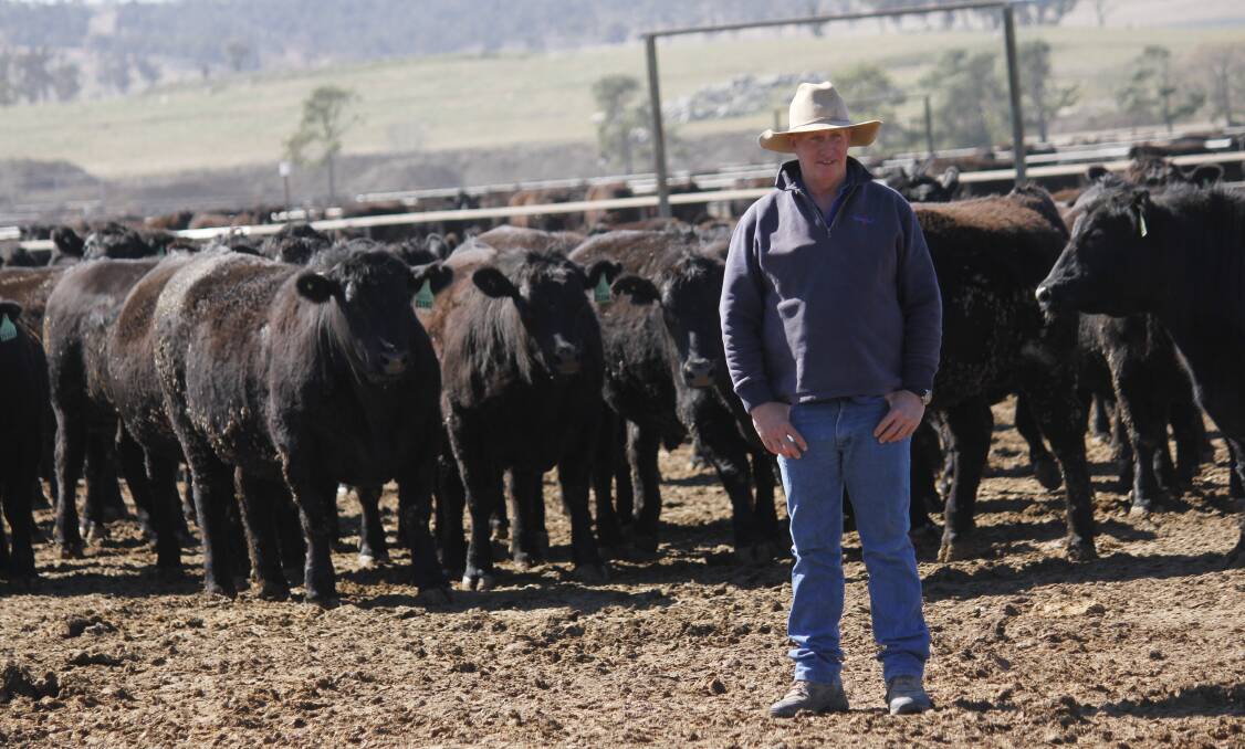 Rangers Valley Feedlot manager, Sean McGee, with some of the company’s Angus cattle at the feedlot near Glen Innes. Rangers Valley won the 2017 MSA Excellence in Eating Quality Most Outstanding Beef Producer – Grainfed award for NSW.