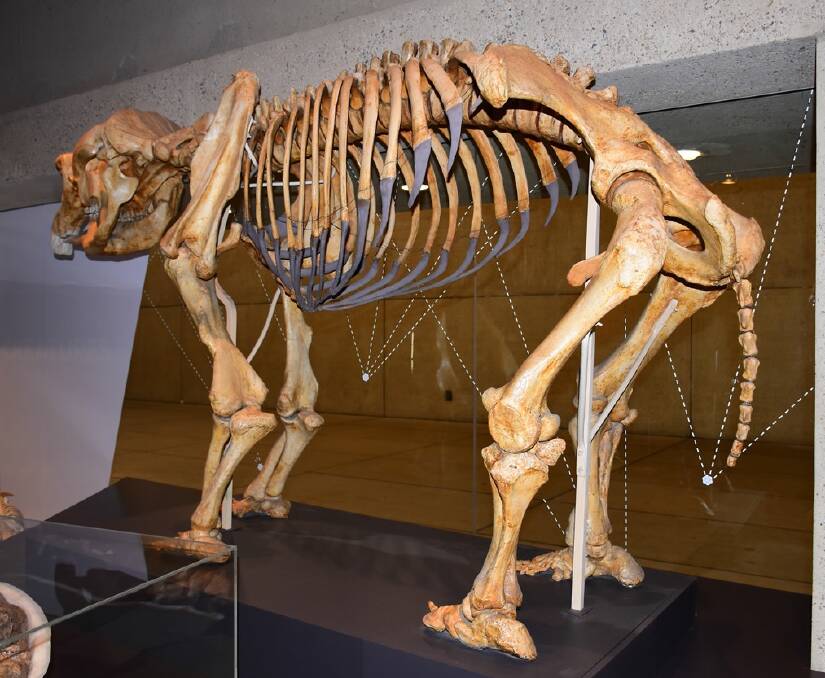 Diprotodon and fossils on display