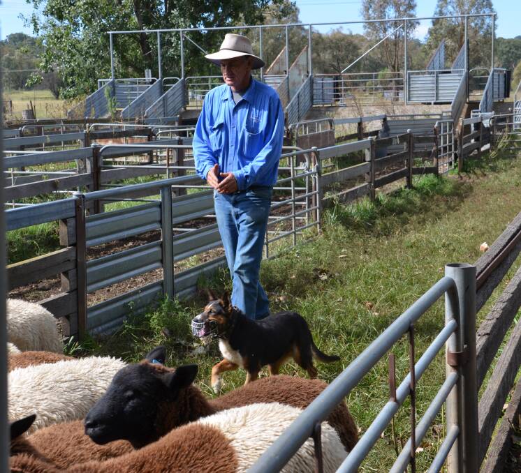 Jazz with owner Terry Te Velde drafting the sheep at Glen Innes saleyards on Tuesday.