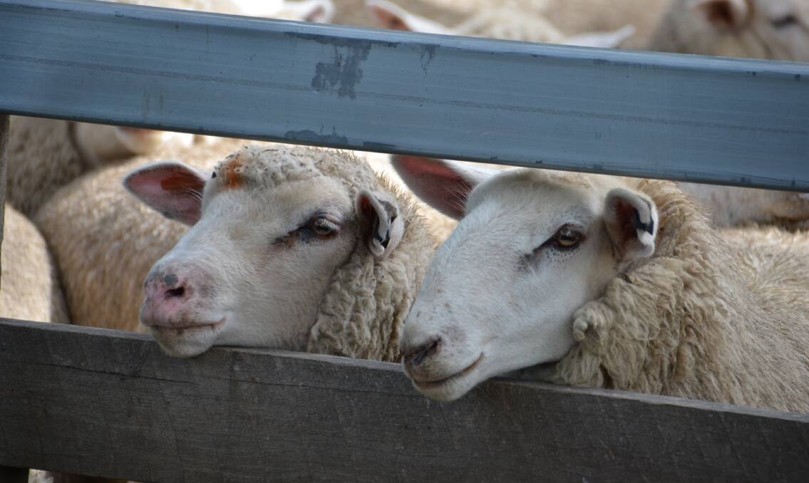 Sheep wondering about the next stage of their journey from Glen Innes saleyards.