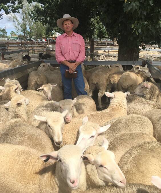 Matthew Falconer among the flock that won him and Kylie a prize at Tuesday's Yasloc sheep show and sale.