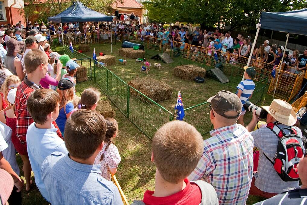 IN ACTION: A crowd of over 200 people rolled in to watch the pigs race in 2015. This year organisers are hoping for similar numbers. Photo: Tony Grant.