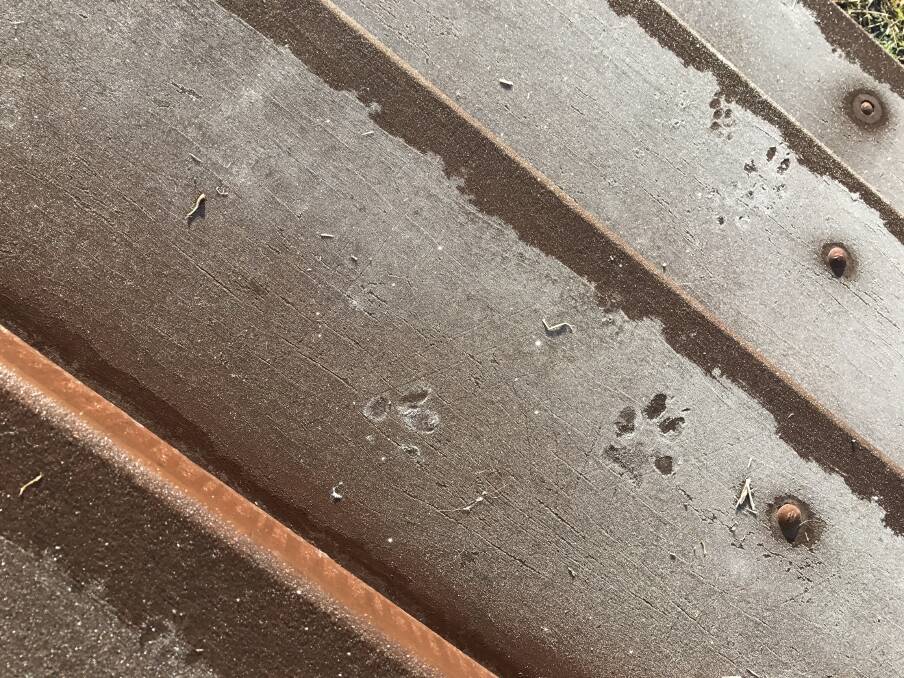 Little paw prints through the ice on Tuesday morning. Photo: Sandra Darnley.