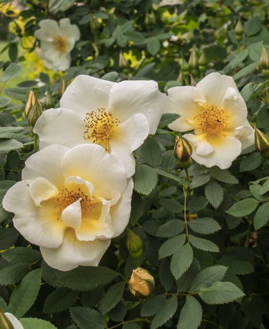 BY ANY OTHER NAME: ‘Frulingsgold’ is the first rose to flower in our garden. Picture: Elton Squires