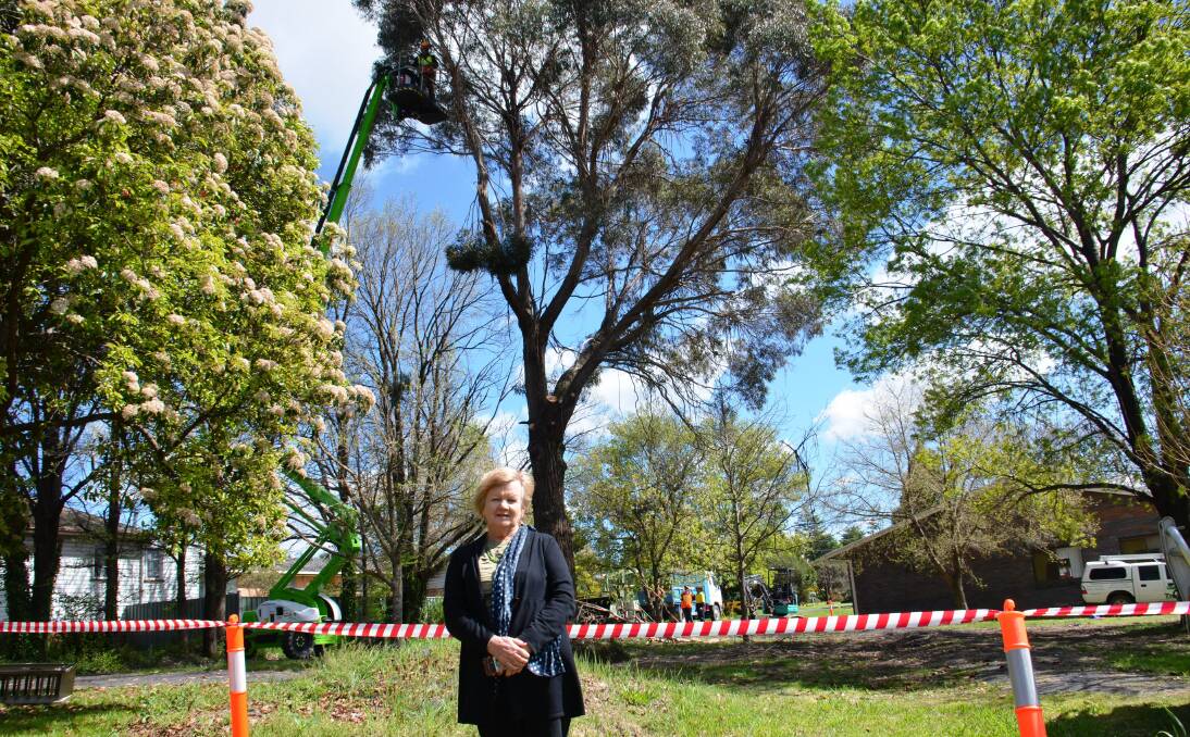 TIMBER!: Deputy Mayor Carol Sparks said she will investigate the tree lopping at the Anglican Church.
