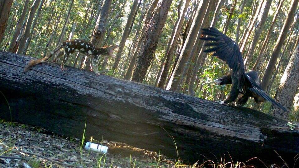 Remote sensing cameras in the upper reaches of the Guy Fawkes River, close to Ebor, have captured a rare encounter between native Quoll and the good ol' Aussie Wedge Tailed eagle.