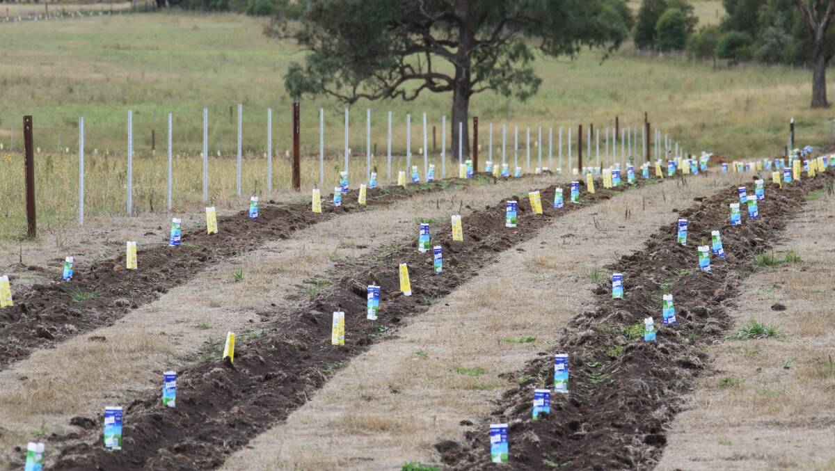 A revegetation project between Guyra and Glen Innes used both direct seeding and seedling methods for planting.