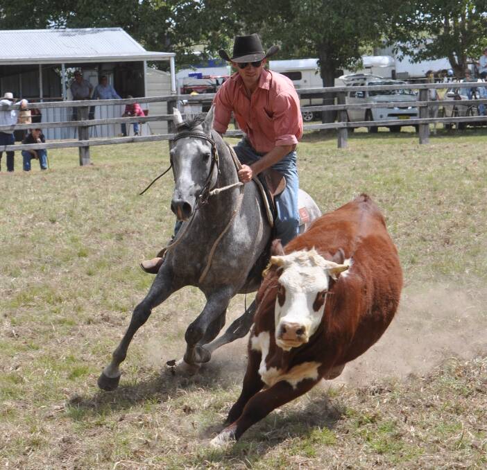 FLYING HIGH: Stakes were high as nearly 700 runs were conducted in the annual Glencoe Campdraft on the weekend. Photo: Donna Davidson. 