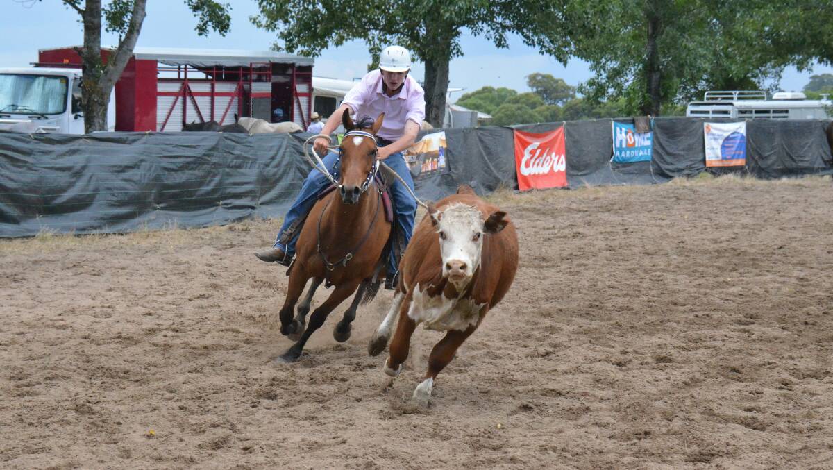 HORSE SPORTS: Campdrafting is just one of the equestrian disciplines on offer at the Glen Innes Show this weekend.
