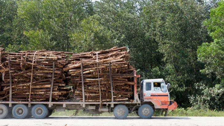 A truck carries tree logs inside APRIL's concession in Kerinci, Riau province. Photo: Rodrigo Ordonez