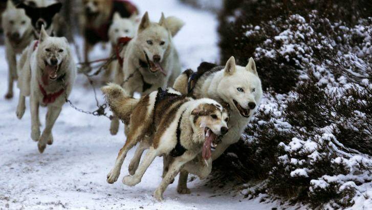 Dogs charging along the snowy trails.  Photo: PA Images / Alamy Stock Photo
