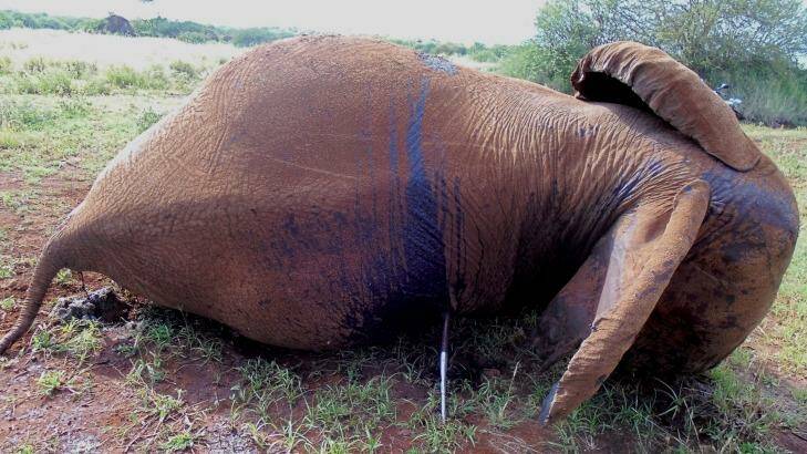 A pregnant elephant which was speared to death by poachers in Amboseli National Park, Kenya. Photo: Evan Mkala