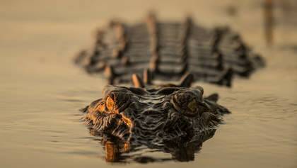 Snapped: A saltwater crocodile. Photo: Glenn Campbell