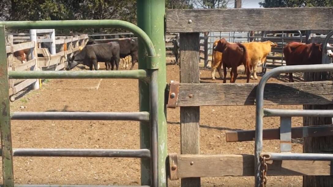 How do you sell a cow online? | VIDEO
