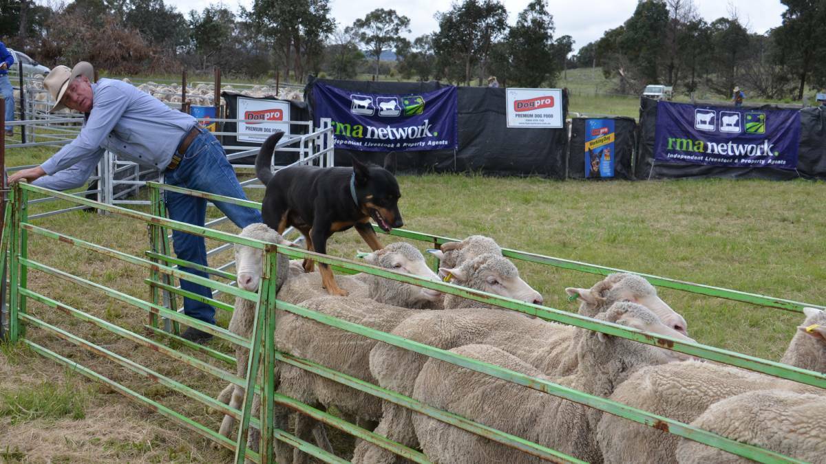 Top stock dogs show off, and go under the auctioneers hammer, at the Dundee Dog Trials.