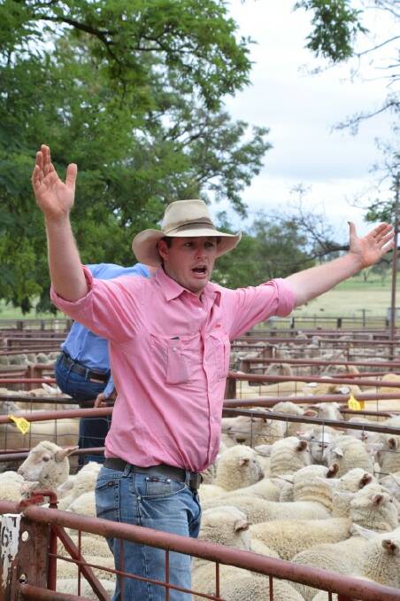 HARD AT WORK: Chris Johnstone in action at the saleyards.
