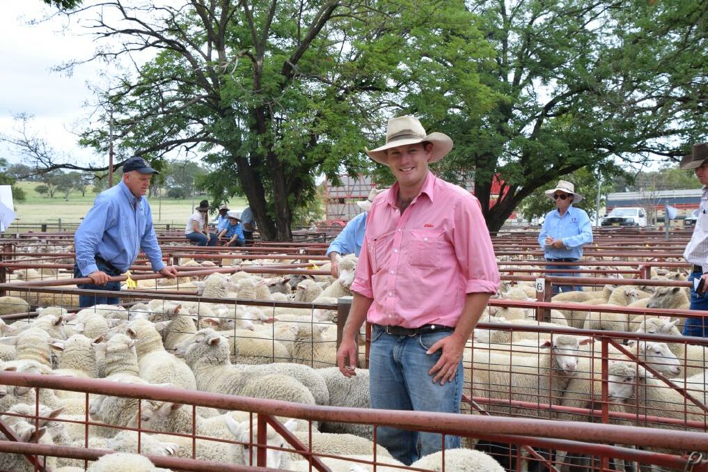 SHOW BOUND: Chris Johnstone was busy at the Inverell Saleyards this week. PHOTO by SIMON McCARTHY