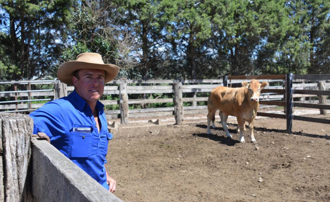 TOP DOLLAR: Colin Say and Co. Agent Shad Bailey says the whole cattle sale industry is seeing some of the strongest sales that have been seen for some time.