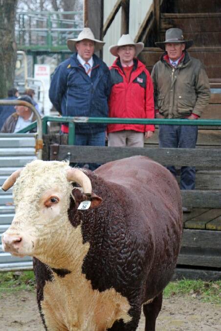 No bull: Hereford stock fetch record  $30k price tag at historic sale