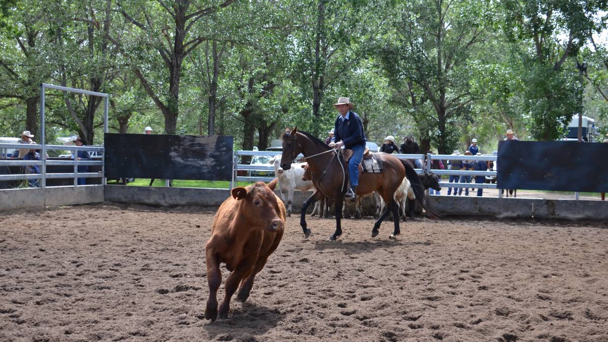 Campdraft at Glen Innes on Saturday 13 and Sunday 14 December featuring over $12500 in cash and prizes. The biggest campdraft in the district for a decade.
