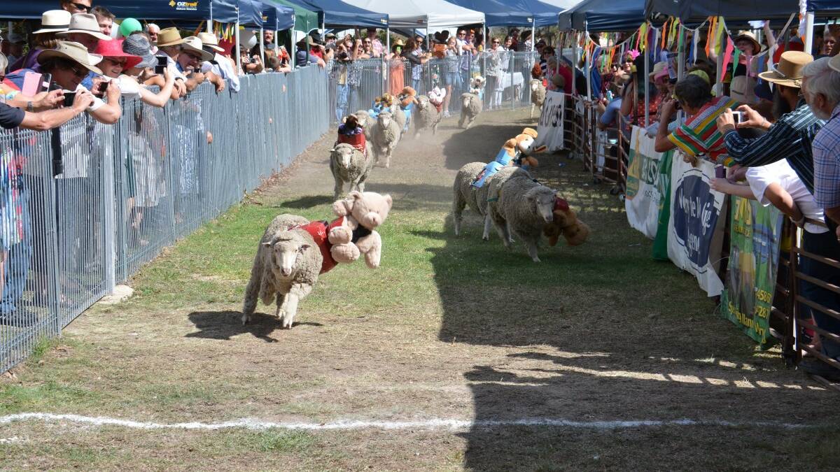 Gallery: Emmaville sheep races