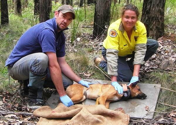 o Collared: NSW Department of Primary Industries wild dog researcher, Dr Guy Ballard and NSW National Parks and Wildlife ranger, Nerida Holznagel with one of the wild dogs which has been trapped and released with a GPS tracking collar as part of the aerial bait rate trial.