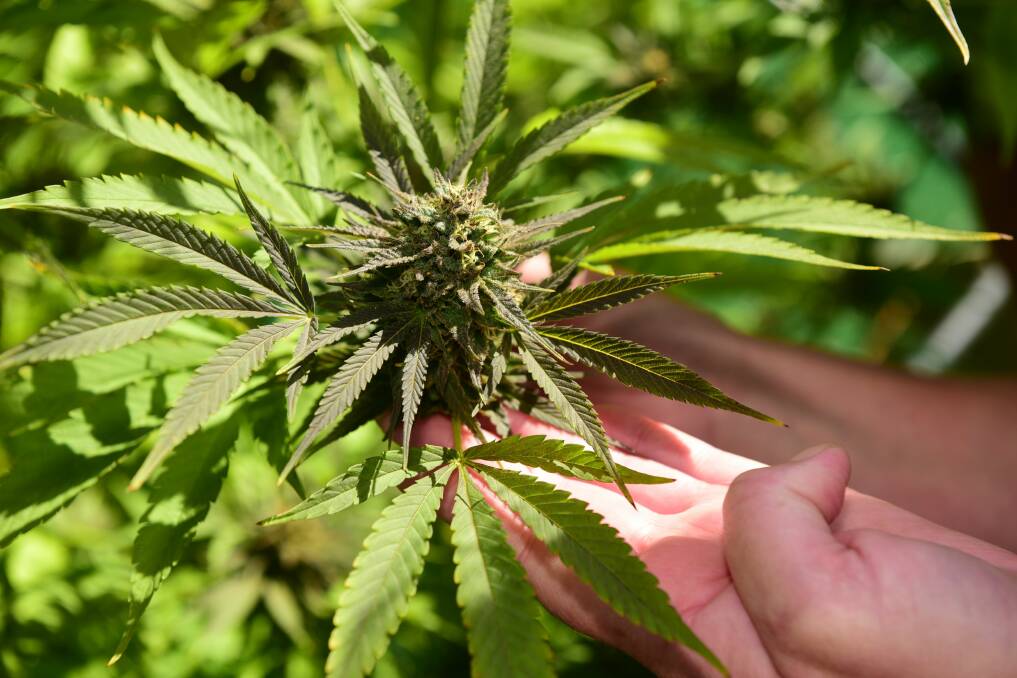 Cannabis harvest. Picture by Paul Scrambler