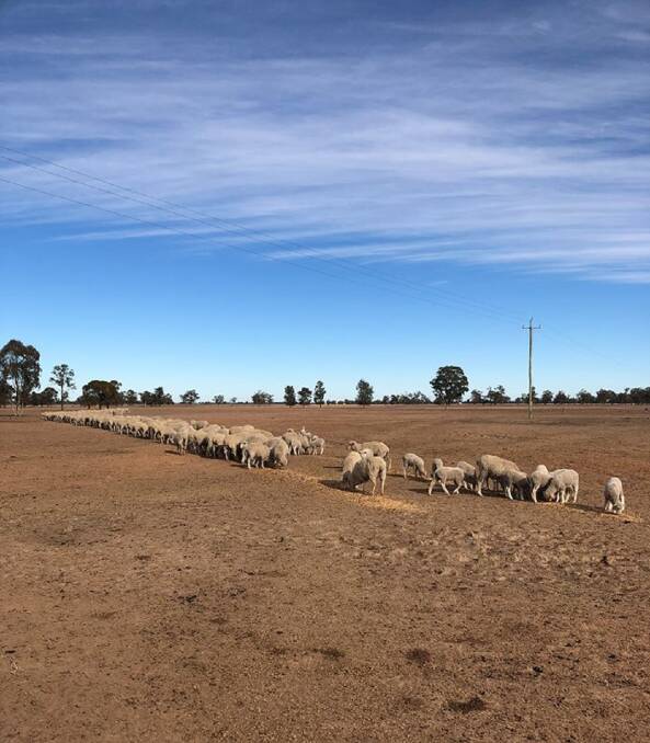 Feeding sheep: At a recent forum: Livestock management during drought, Geoff Duddy from Sheep Solutions spoke about managing lambing ewes and what they need to meet their energy requirements. Photo: One Day Closer to Rain