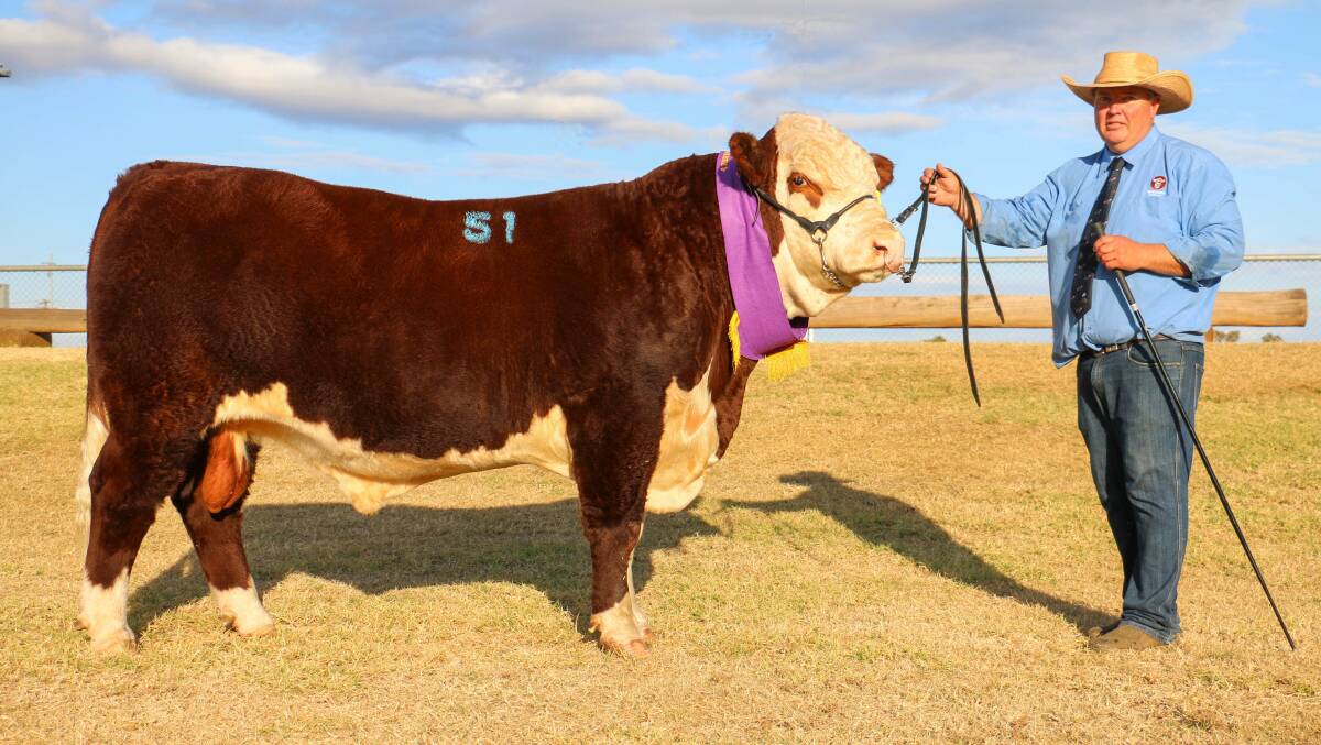 Valley View Sandman S030 was named grand champion bull at the Dubbo National Poll Hereford Show for Paul Durkin of Valley View Poll Herefords, Warialda. Picture supplied