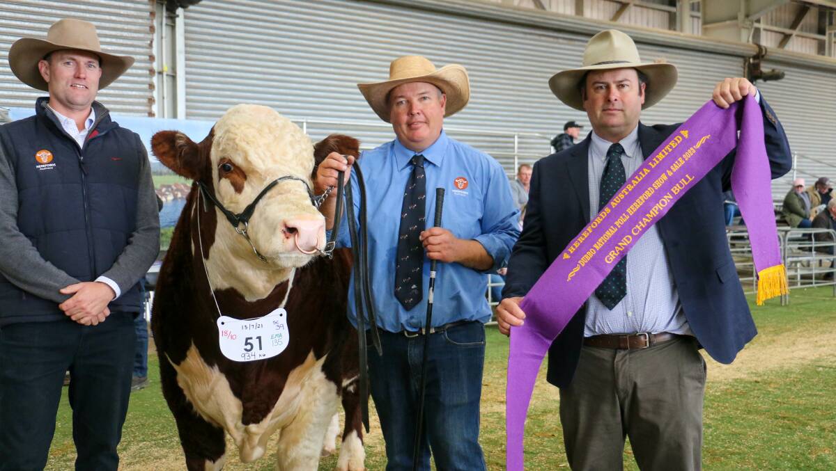 Herefords Australia CEO Michael Crowley (left) and judge Alastair Day sash grand champion bull Valley View Sandman S030 held by Paul Durkin, of Valley View Poll Herefords, Warialda. Picture supplied