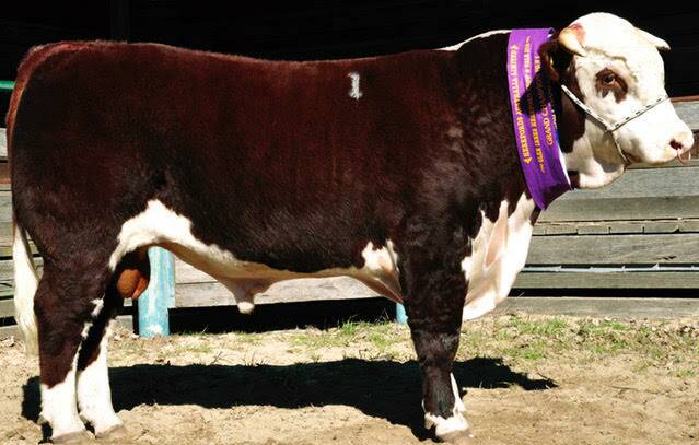 Battalion Black Hawk, awarded Grand Champion Bull at the 2016 Glen Innes Bull Show and Sale. Battalion Hereford Stud will be showing cattle at the Hereford Feature Show.