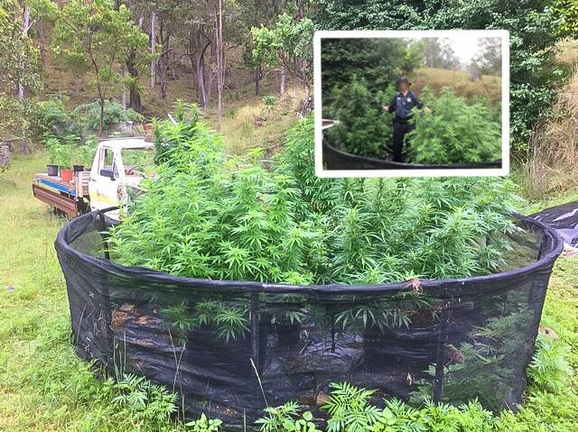 Drug haul: Police from the New England Target Action Group (TAG) unearthed 1441 cannabis plants during a day-long raid on a property at Wytaliba, near Glen Innes. Photos: Supplied
