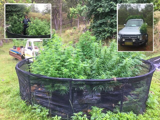 Drug haul: Police from the New England Target Action Group (TAG) unearthed 1441 cannabis plants during a day-long raid on a property at Wytalibah, near Glen Innes. Photos: Supplied