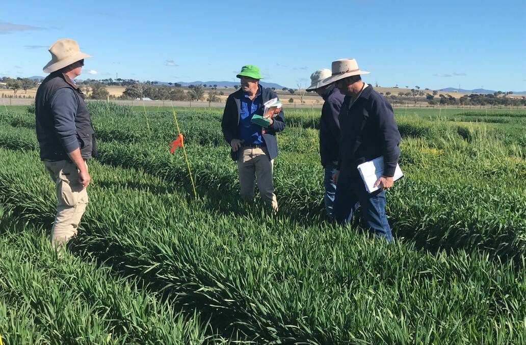 TESTING TIMES: NSW DPI Crop testing plots in Tamworth and Glen Innes have offered up valuable insights to agronomists. Photo: Supplied 