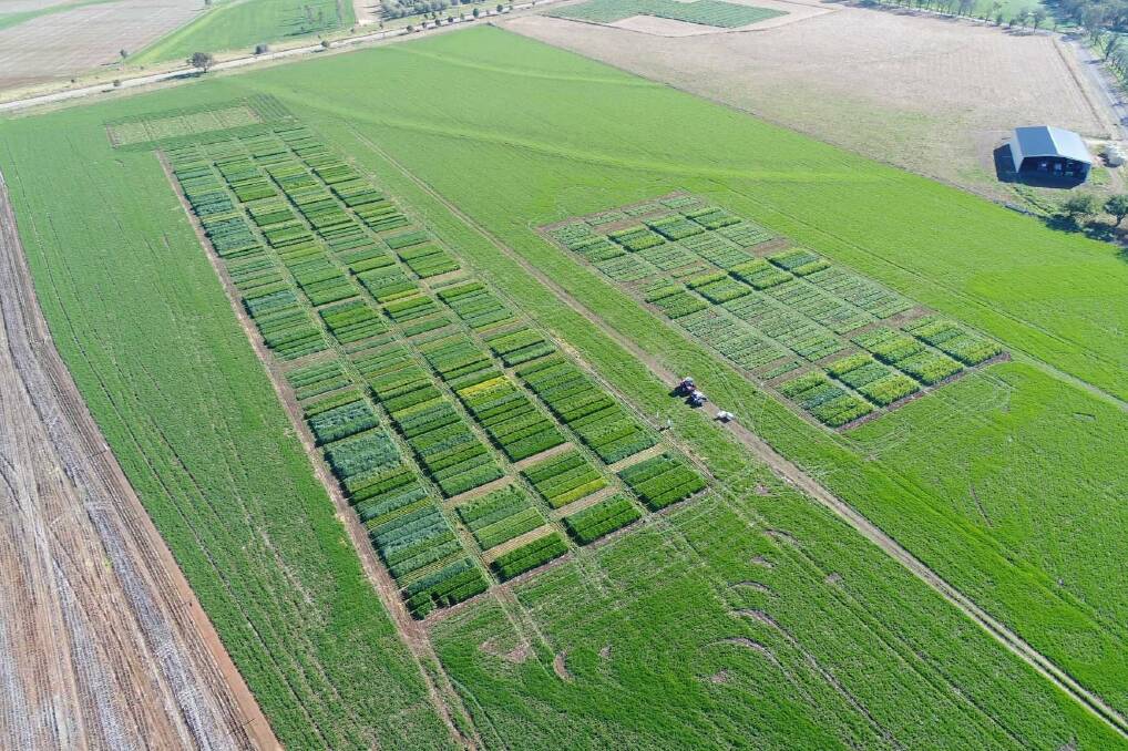TESTING TIMES: NSW DPI Crop testing plots in Tamworth and Glen Innes have offered up valuable insights to agronomists. Photo: Supplied 