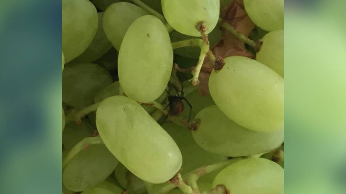 The redback spider hiding in the grapes Yolande Gamble bought from Aldi at Engadine.