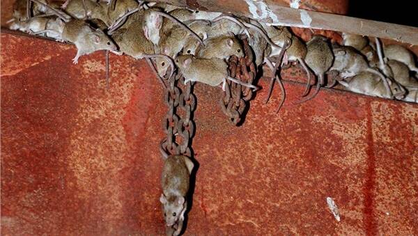 Mice numbers are building. Photo: file