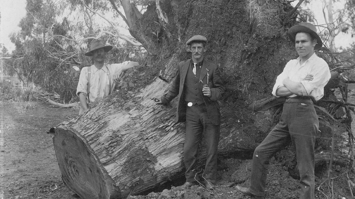 H Pomroy, Bob Waugh and Fred Guyatt (Dreadnought student) clearing land in 1910 at the Agricultural Advisory Research Station.