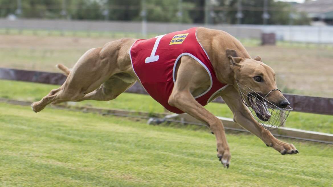 GLOOM LIFTING: The upcoming lifting of NSW travel restriction will "kick-start the road to normality" for the state's greyhound racing industry, says the sport's boss, Tony Mestrov. 