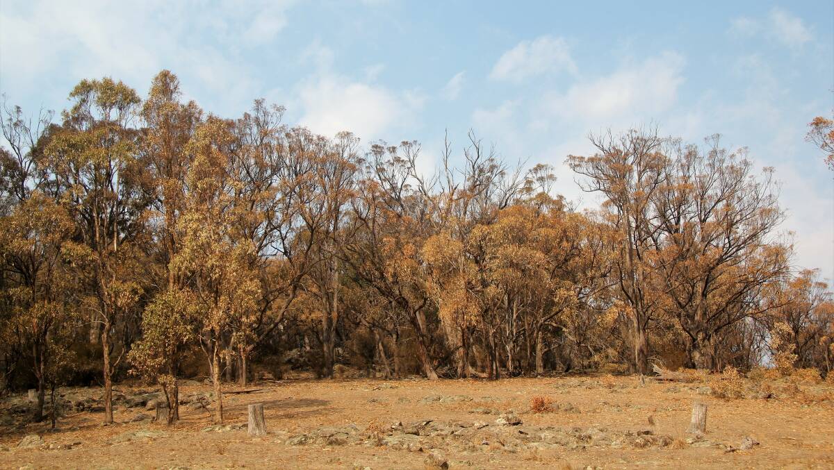 This eucalypt tree dieback event was recorded in Armidale, but The Dead Tree Detective research project wants to know what's happening in your backyard.