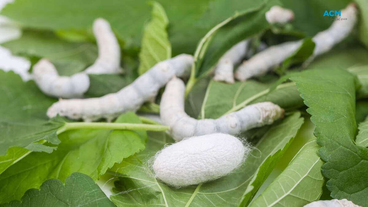 Silkworms and silk cocoon on mulberry leaves. File picture