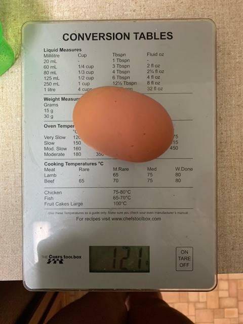 THE WEIGH-IN: Ballarat's likely newest biggest chicken egg on record.