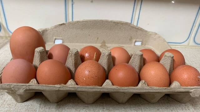 THE LINE-UP: The giant egg compared to the family's usual morning finds.