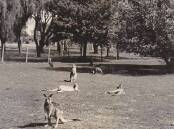 Kangaroos and wallabies at home in Veness Park, pictured in 1937. 
