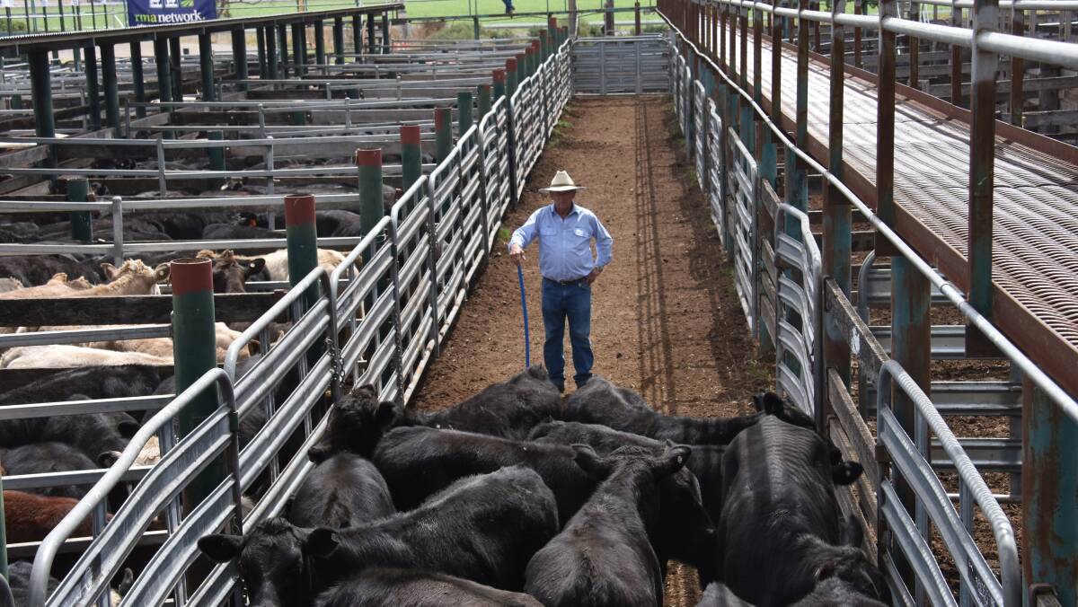 Some 3000 head of cattle went through the saleyards on Friday last week.
