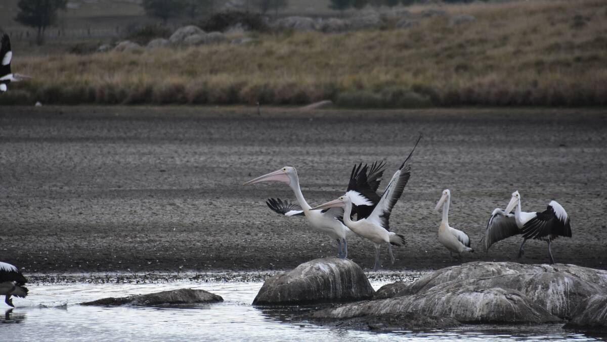 Pelicans on the Glen Innes weir, the town's primary water supply source. This photo was taken in March.
