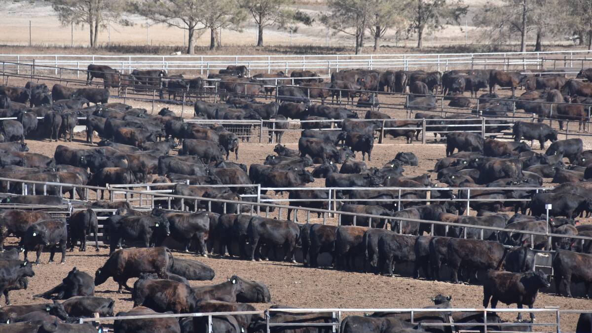 Rangers Valley feedlot's $20m upgrade to put it among country's best