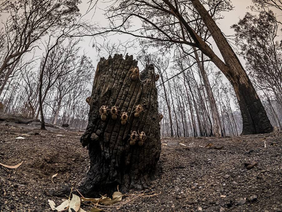 RUINS: Forests around Glen Innes and across the New England have been burned out in an unprecedented horror fire season. Picture: Tony Grant.