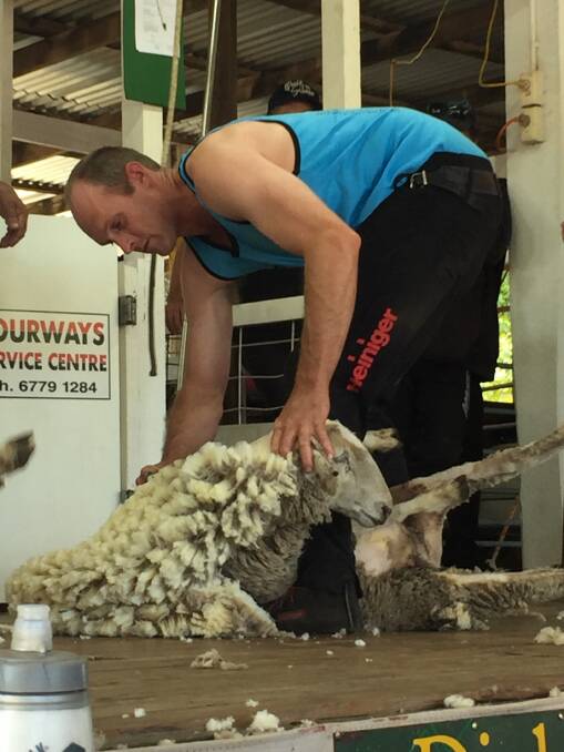 Daniel McIntyre beats the Kiwis. Photo: Golden Shears