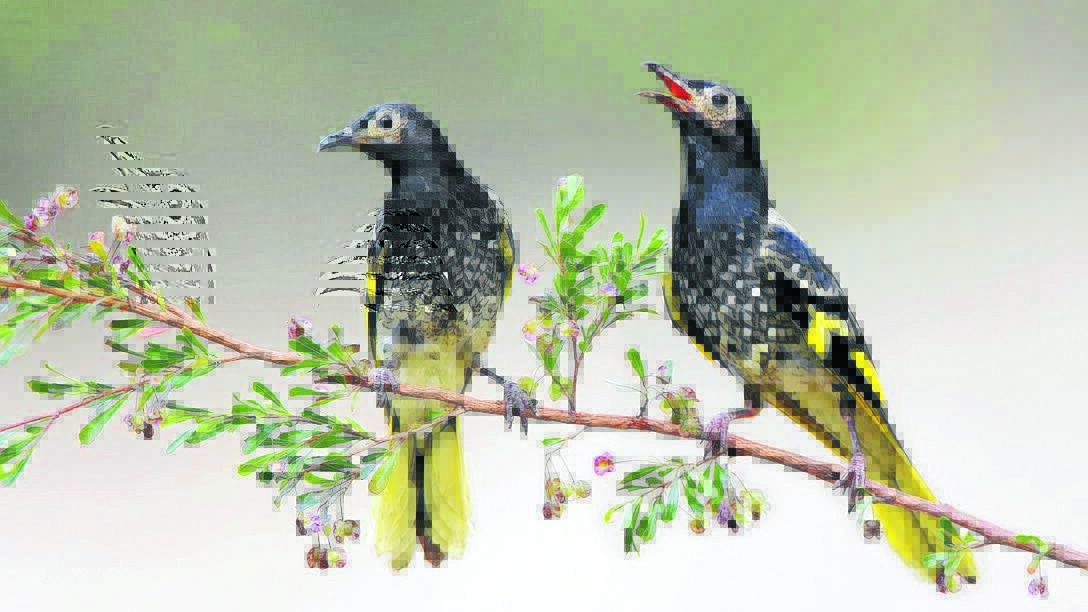 Two Regent Honeyeaters. These birds are now considered critically endangered.